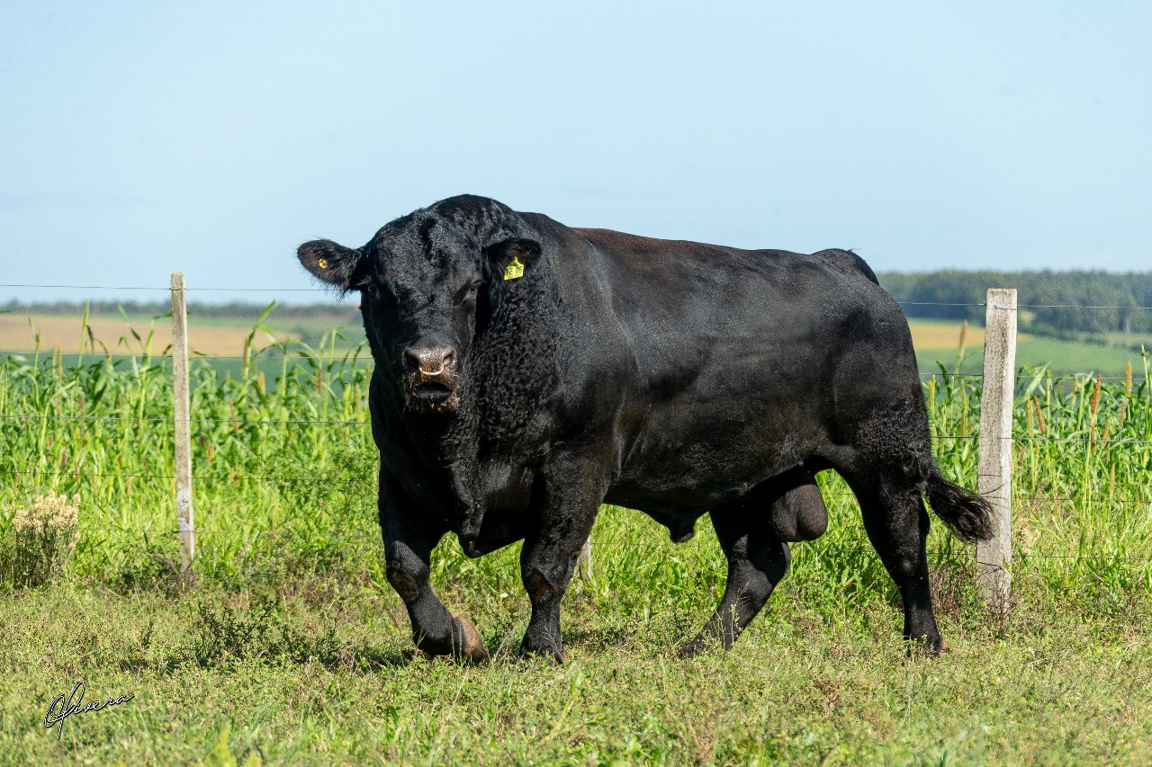 Morte do touro fenômeno na pecuária industrial – CompraRural