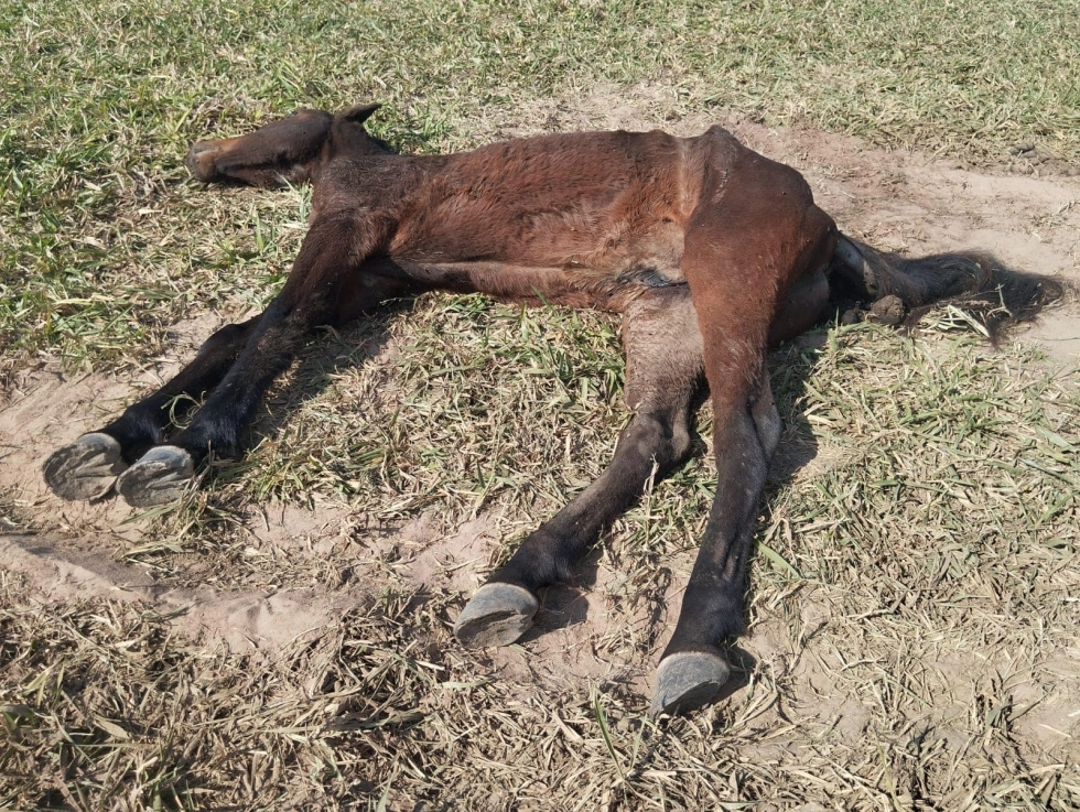 Multa de R$3 mil: dono de cavalo acusado de maus-tratos em Taquarussu 1 Dono de cavalo é multado em R$ 3 mil por maus-tratos em Taquarussu — Jornal da Nova
