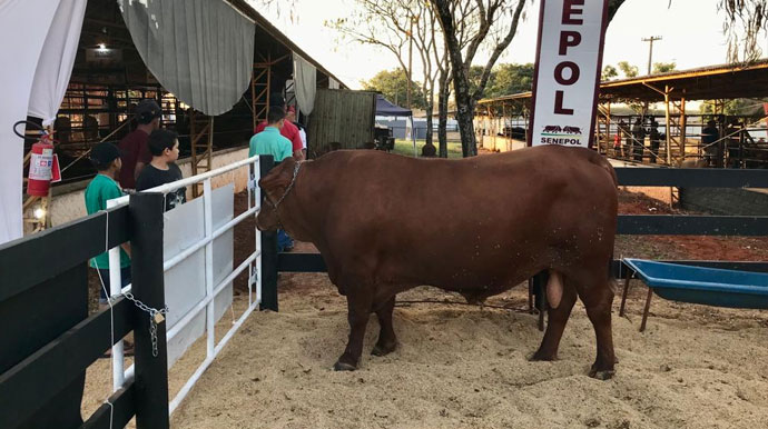 Novidades na Feira 2024: Gados Senepol em destaque!
