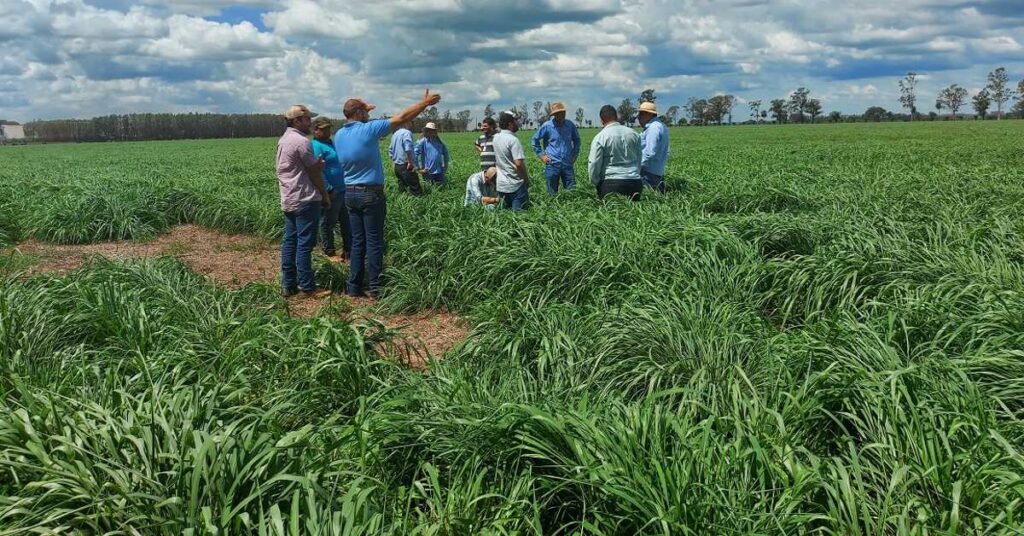 Pastagens do Antecipasto se destacam durante seca em MS