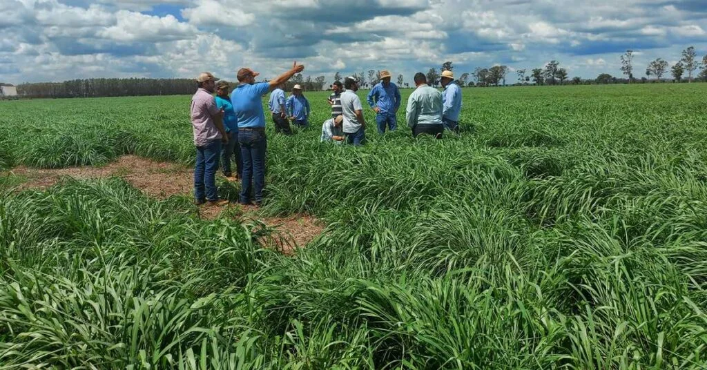 Pastagens do Antecipasto se destacam durante seca em MS