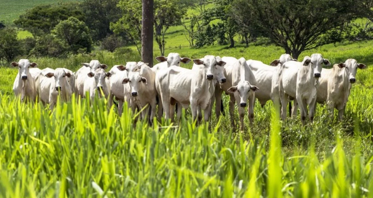 Pecuária Sustentável: O Impacto do Programa de Recuperação de Pastagens 12 O programa de recuperação de pastagens do Brasil e o real papel da pecuária na agenda climática