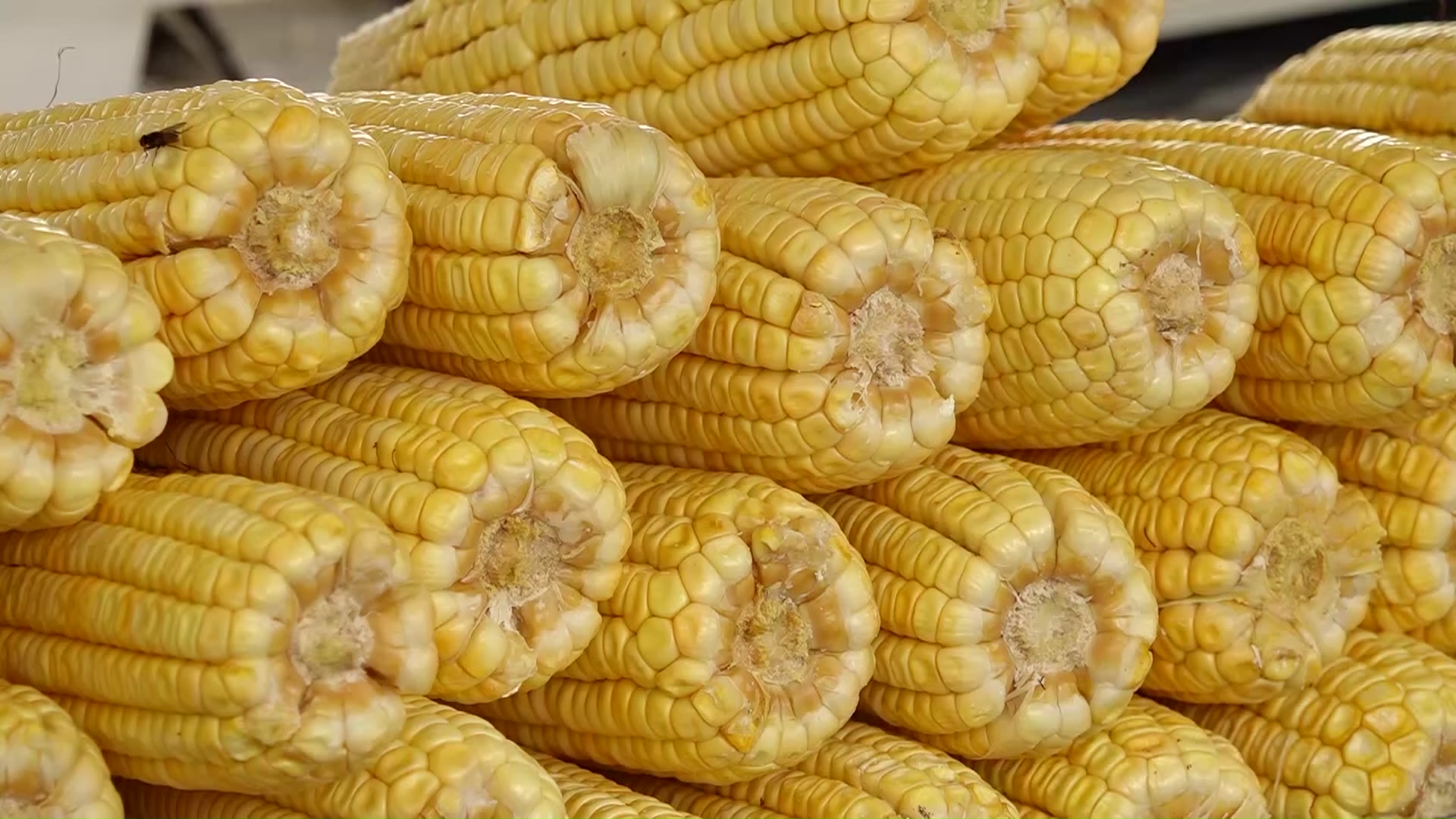 Pico na procura por milho nas festas juninas do Nordeste 4 Festas de junho no Nordeste aumentam procura pelo milho e derivados