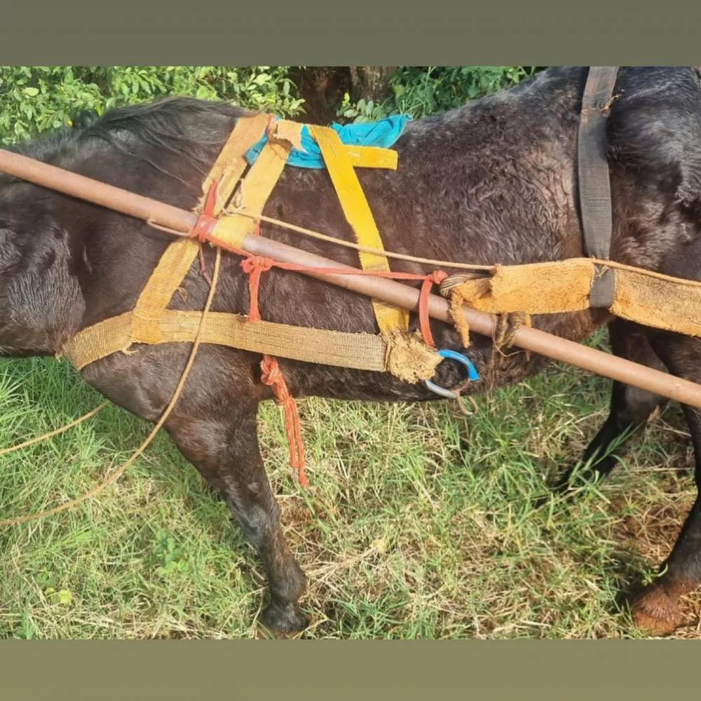 Polícia Militar prende por maus tratos a animal em Santo Ângelo 4 RD Foco