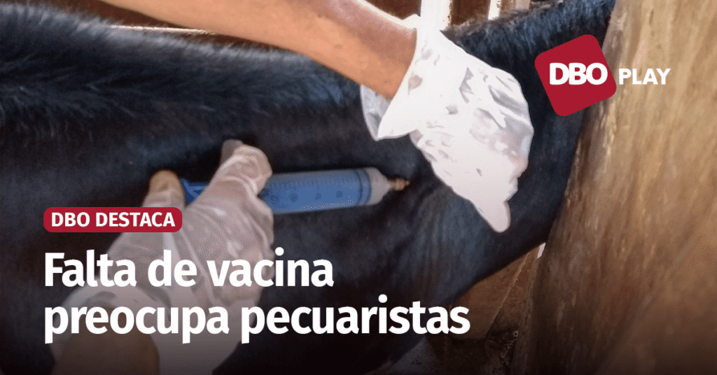 O que está por trás da falta de vacina contra a brucelose no mercado? • Portal DBO