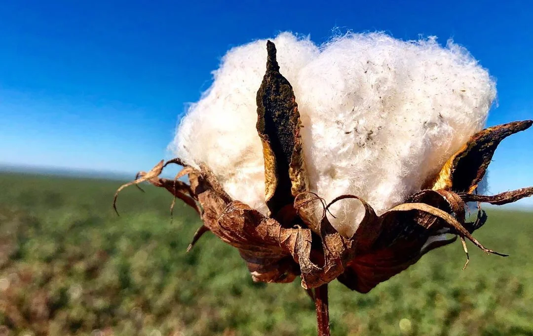 Preço do algodão segue próximo da paridade: descubra porquê 15 algodão