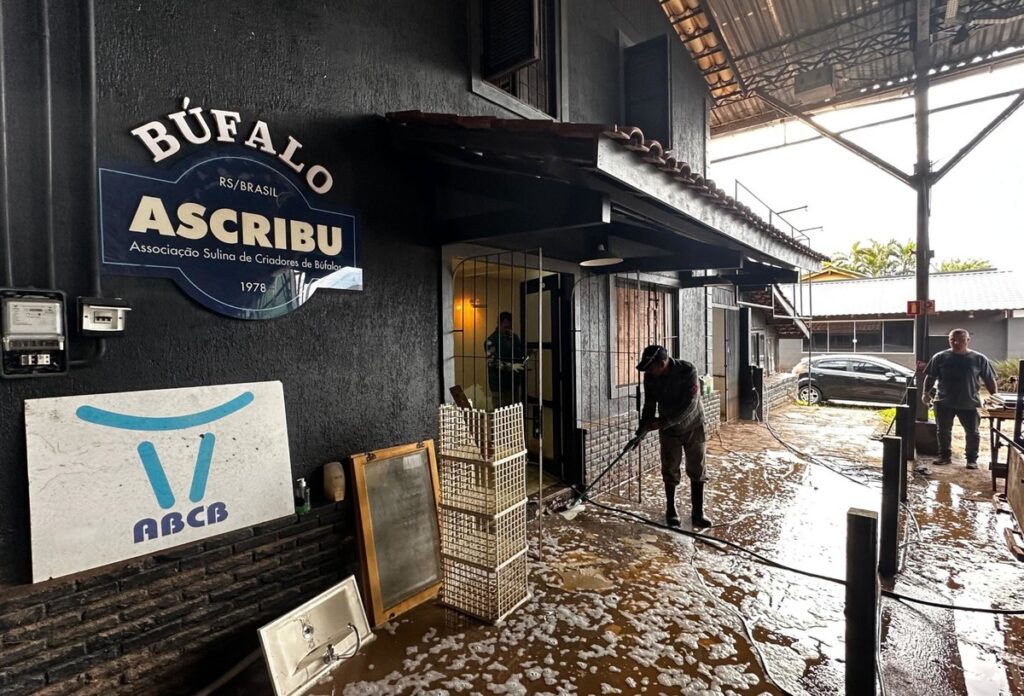 Criadores de búfalos do RS tentam recuperar prédio em parque alagado | Boi