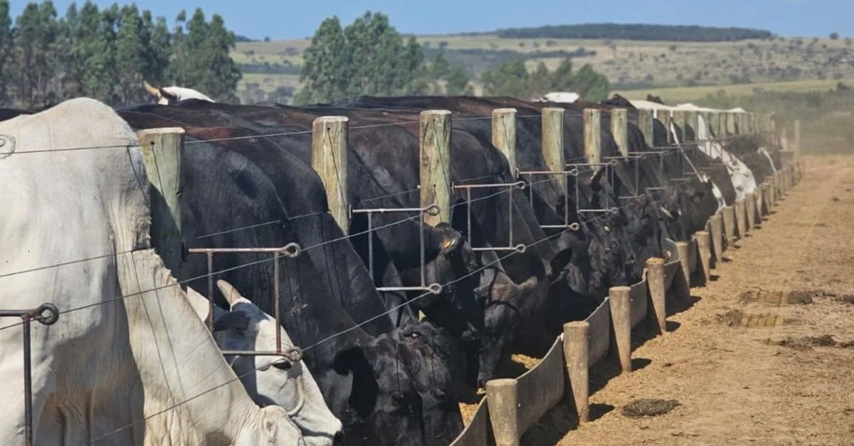 Segredo revelado: Sequestro de vacas de cria na estação de monta! 6 Sequestro de vacas de cria: já ouviu falar? Técnica turbina as matrizes para a estação de monta