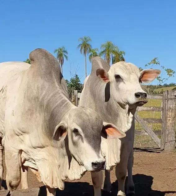 silagem de girassol 7 erros que podem estragar sua producao e como evita los
