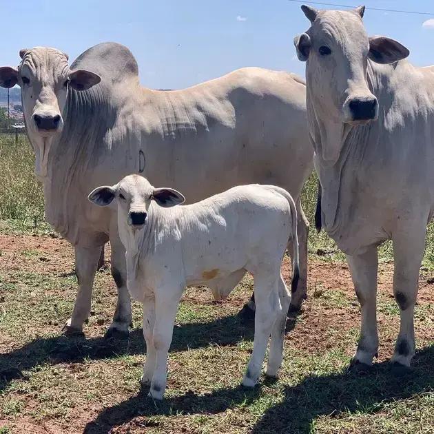Silagem de Sorgo: 5 Dicas Essenciais para Aumentar a Produtividade do Seu Rebanho