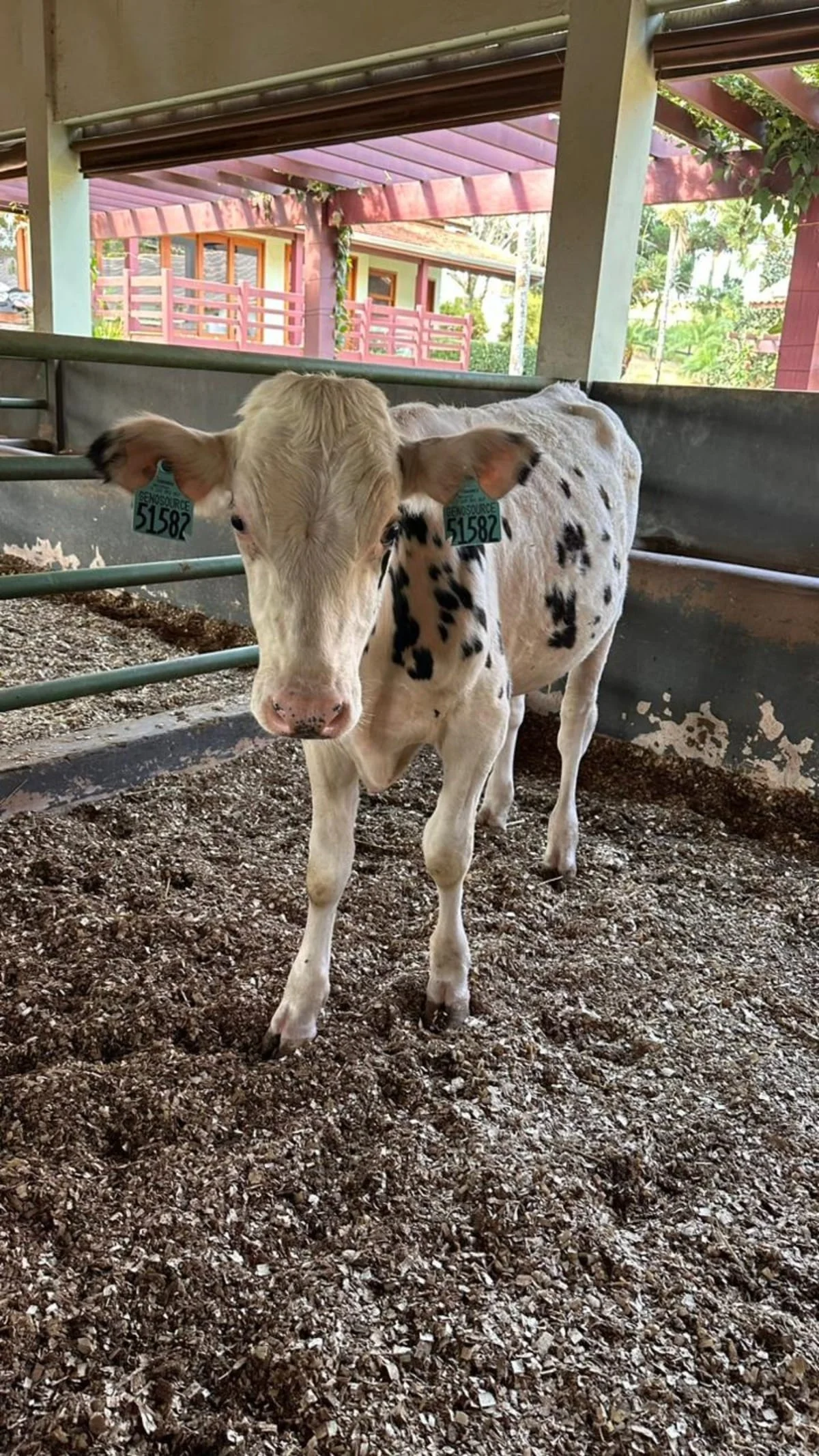 Tourinhos holandeses finalmente livres na fazenda! 1 Tourinhos holandeses saem da quarentena em fazenda no interior de São Paulo