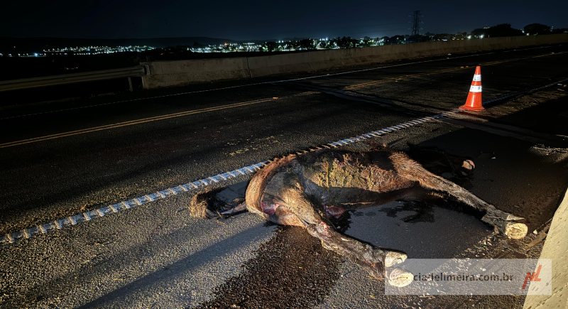 Equino morre após ser atropelado na Limeira-Iracemápolis