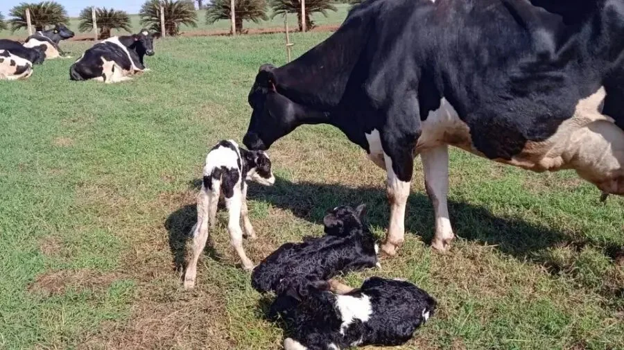 Bezerros trigêmeos nascem no Paraná: ‘Premiada’