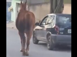 Imagem de cavalo sendo puxado por veículo viraliza, mas veterinários não veem maus tratos