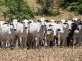 Cooperativa de leite investe na silagem do milho para alimentar gado durante a seca no ES