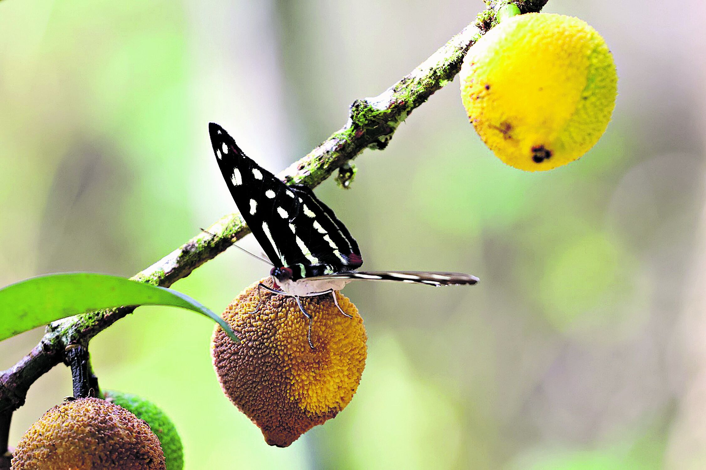 "Segredos medicinais preservados no Horto da Embrapa" • DOL 19 Horto da Embrapa preserva a medicina tradicional