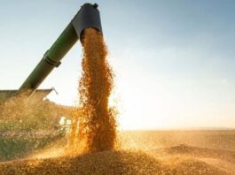 Conab projeta queda de 15% na produção de milho 2ª safra, no Tocantins