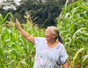 Safra boa: Agricultora comemora colheita de milho verde com sementes doadas pelo Planta Alagoas