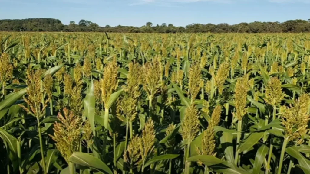 Nova cultivar de sorgo forrageiro promete 100 toneladas por hectare