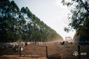 1721016462 543 Recriacao intensiva Confinamento Brasil em Mato Grosso