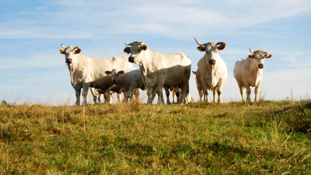 Curso oferece nutrição de bovinos de leite para produtores; saiba como participar