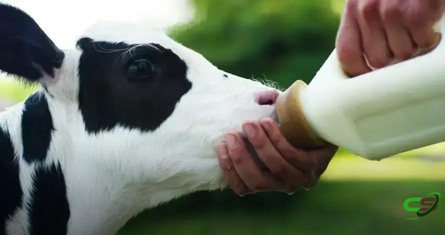 5 Estratégias Poderosas para o Enriquecimento de Colostro