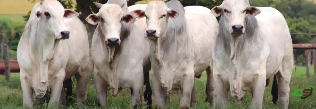 5 Fatos Surpreendentes sobre Cisticercose Bovina que Você Precisa Saber