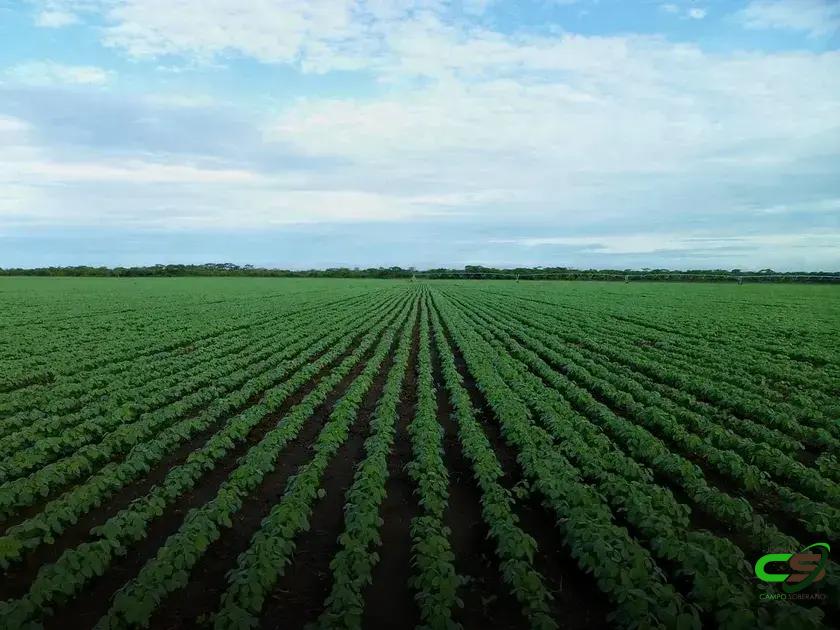 5 Motivos para Usar Boro na Soja e Milho Agora