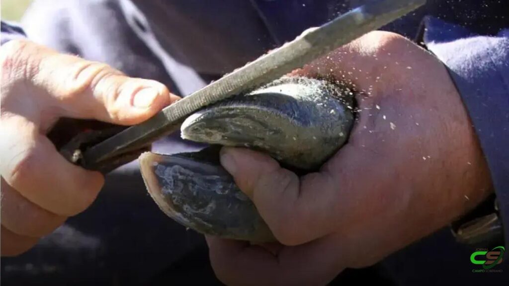 5 Segredos do Tratamento de Cascos de Bovinos que Ninguém Conta