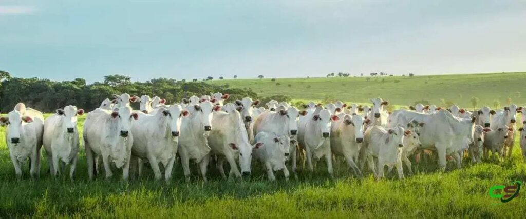 5 Surpreendentes Fatos sobre Estação de Monta Zebu que Você Precisa Saber