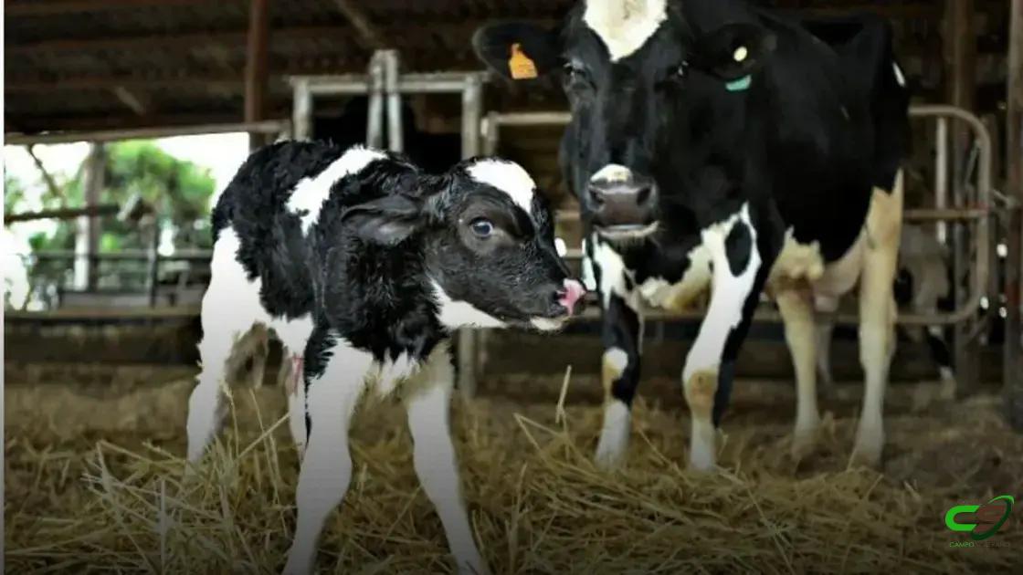 6 Dicas Essenciais para o Desmame de Bezerras Eficiente