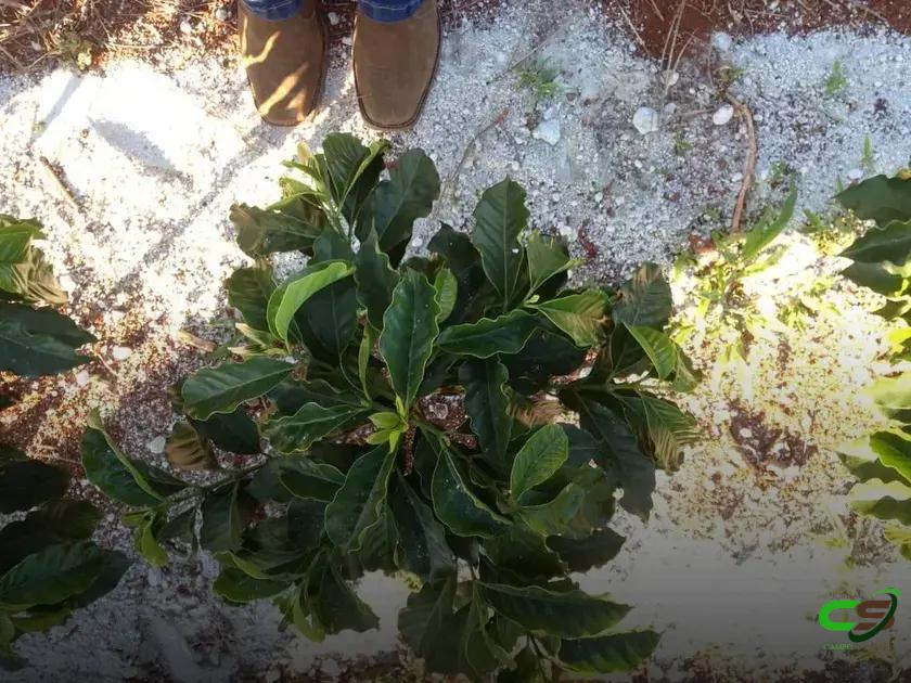 7 Diferenças Cruciais Entre Calcário e Gesso Agrícola