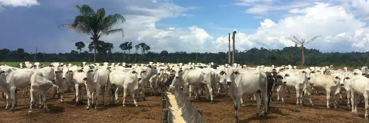 7 erros catastroficos na inspecao de cochos que estao afetando seu gado de corte