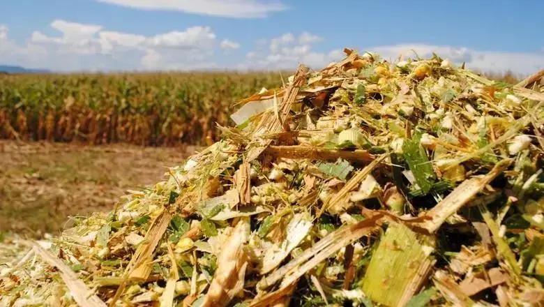 7 Erros Comuns na Produção de Silagem de Milho 7 Erros Comuns na Produção de Silagem de Milho
