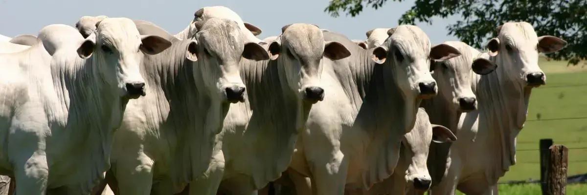 7 erros comuns que estao destrocando o sistema digestivo do seu gado