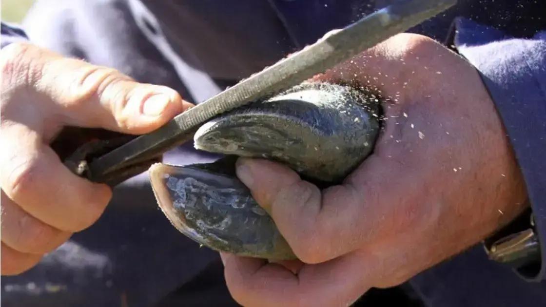 7 erros que estao devastando seus bovinos desvende os segredos do tratamento de cascos e recupere seu gado