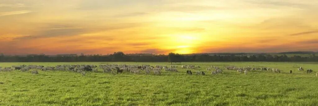 7 erros que estao sabotando seu pastejo rotacionado descubra como evita los e impulsionar a produtividade