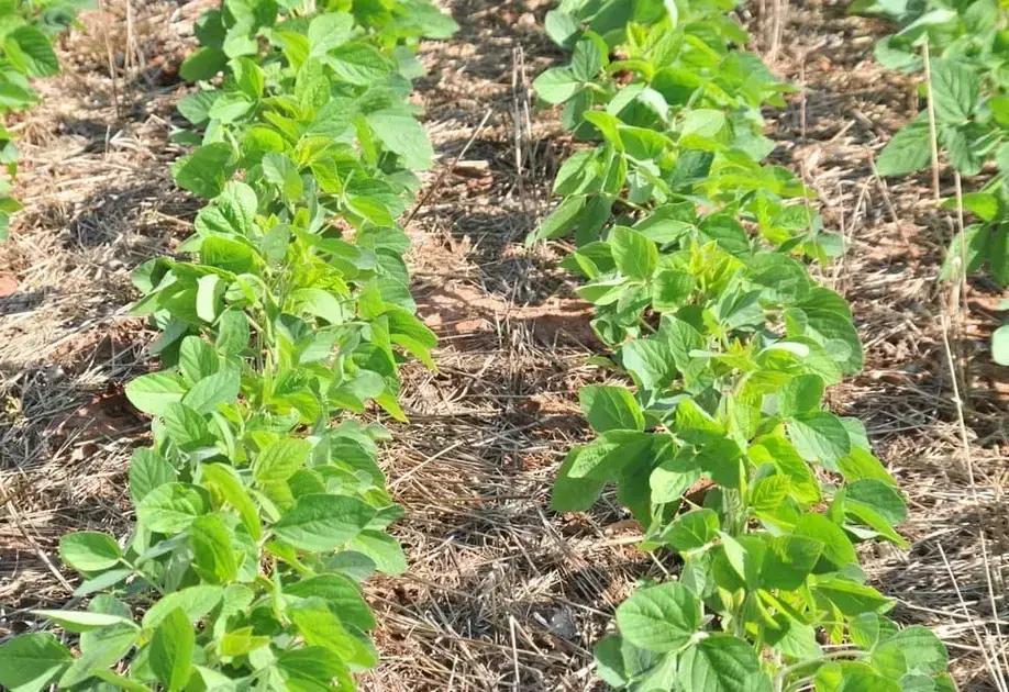 7 erros que estao sabotando sua agricultura sustentavel e como corrigir ja