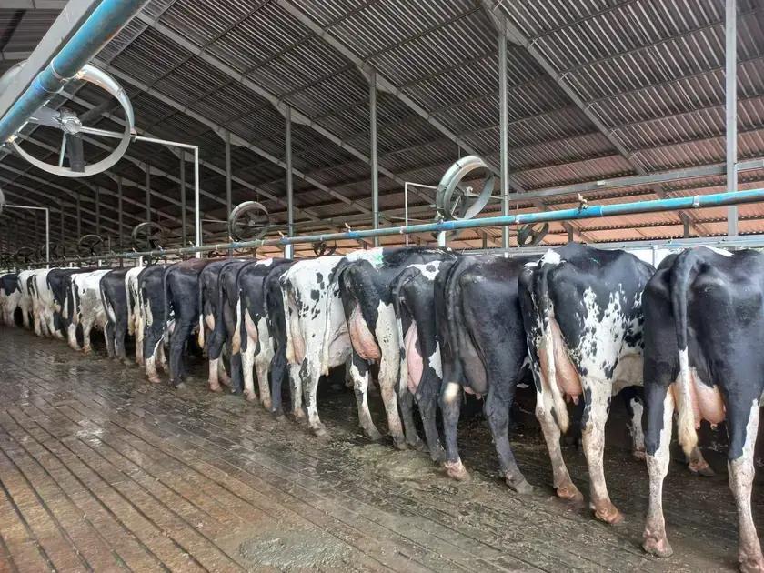 7 erros que estao sabotando sua inseminacao artificial de bovinos