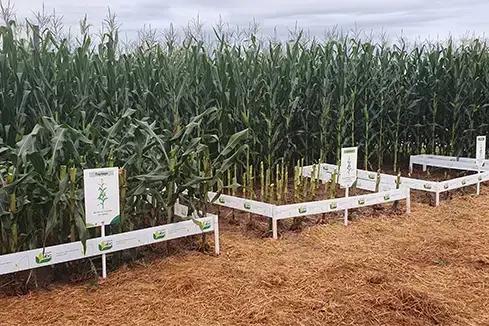 7 erros que estao sabotando sua silagem de milho descubra como evita los 1