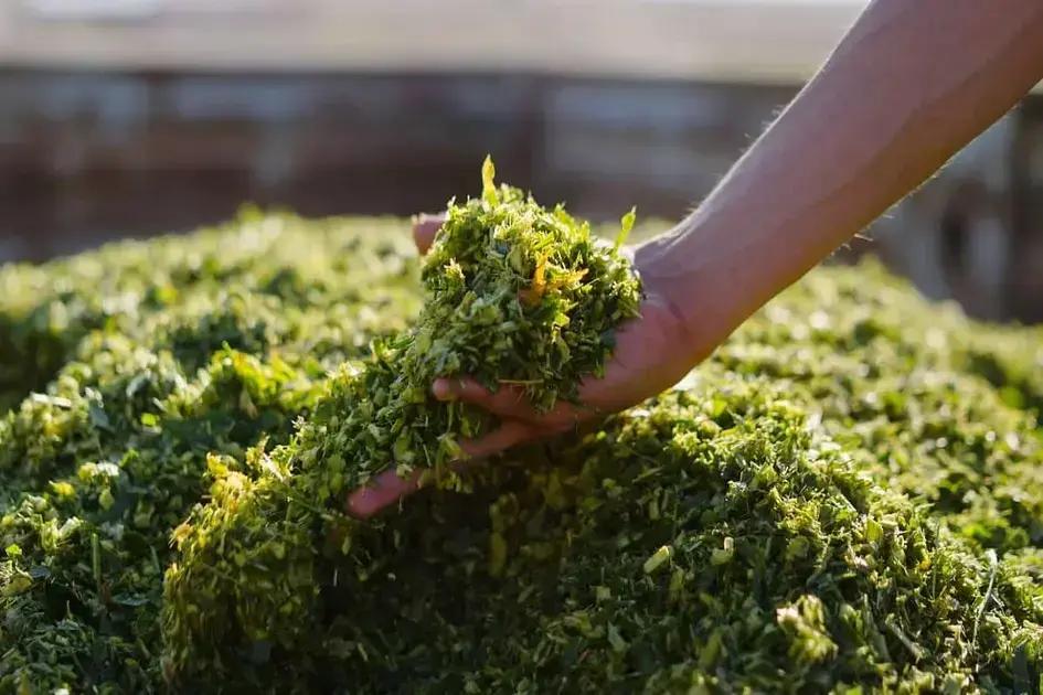 7 Erros Que Estão Te Fazendo Perder Dinheiro com Milho para Silagem 2 7 erros que estao te fazendo perder dinheiro com milho para silagem