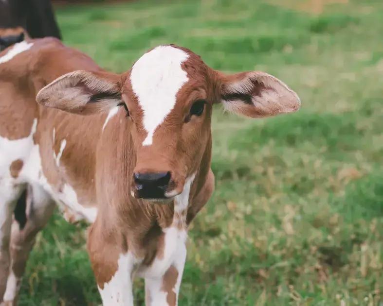 7 erros que voce comete no manejo do umbigo de bezerro e como evita los