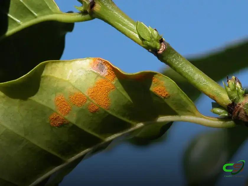 7 Estratégias Infalíveis para Combater a Ferrugem do Cafeeiro