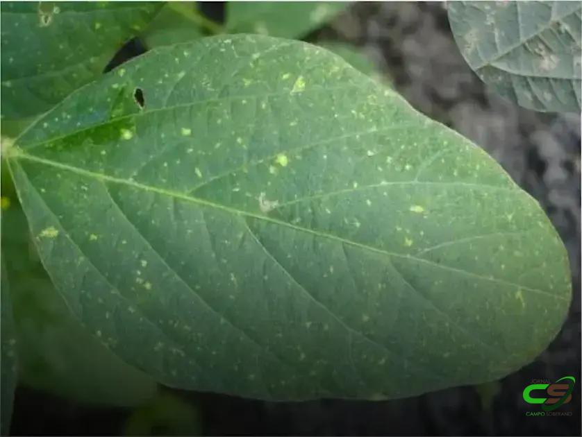 7 Estratégias Infalíveis Para o Manejo do Míldio que Funcionam