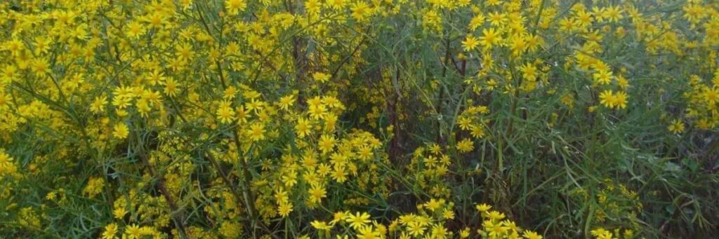 7 plantas toxicas para bovinos identifique e proteja seu rebanho