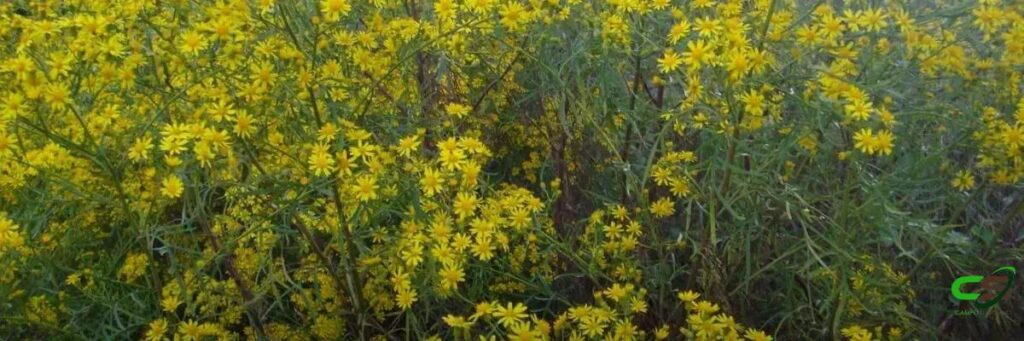 7 Plantas Tóxicas para Bovinos: O Que Você Precisa Saber 2 7 Plantas Tóxicas para Bovinos: O Que Você Precisa Saber