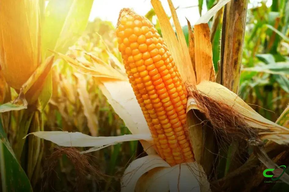 7 Razões que Tornam a Produção de Milho Indispensável