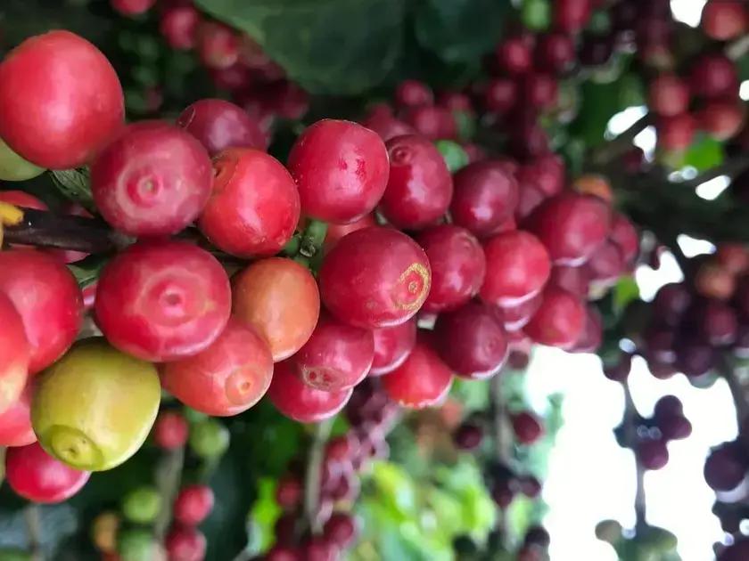 7 segredos para produzir cafe especial descubra como elevar seu negocio
