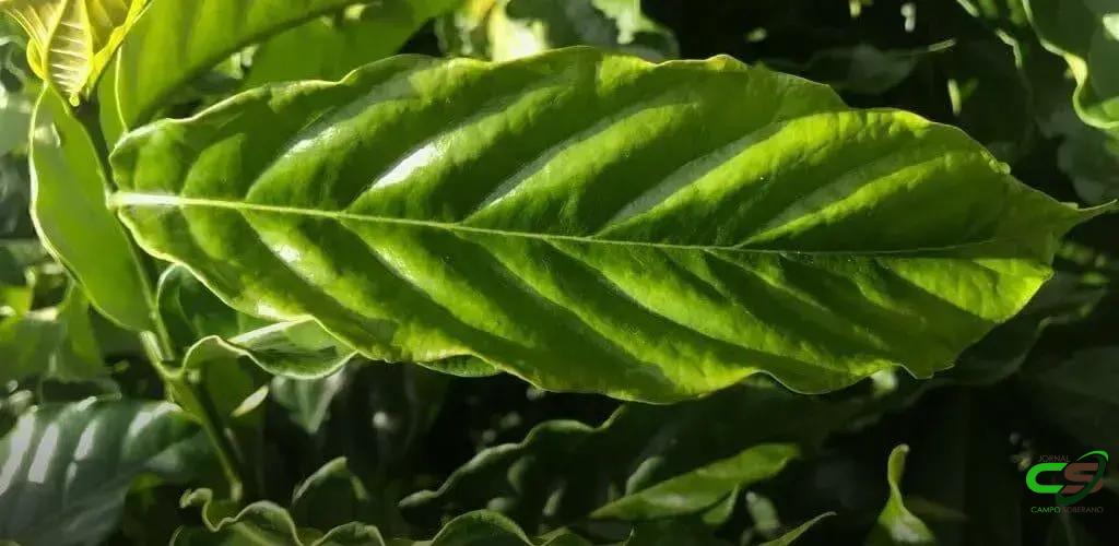 8 Diferenças entre Café Arábica e Robusta que Você Precisa Saber