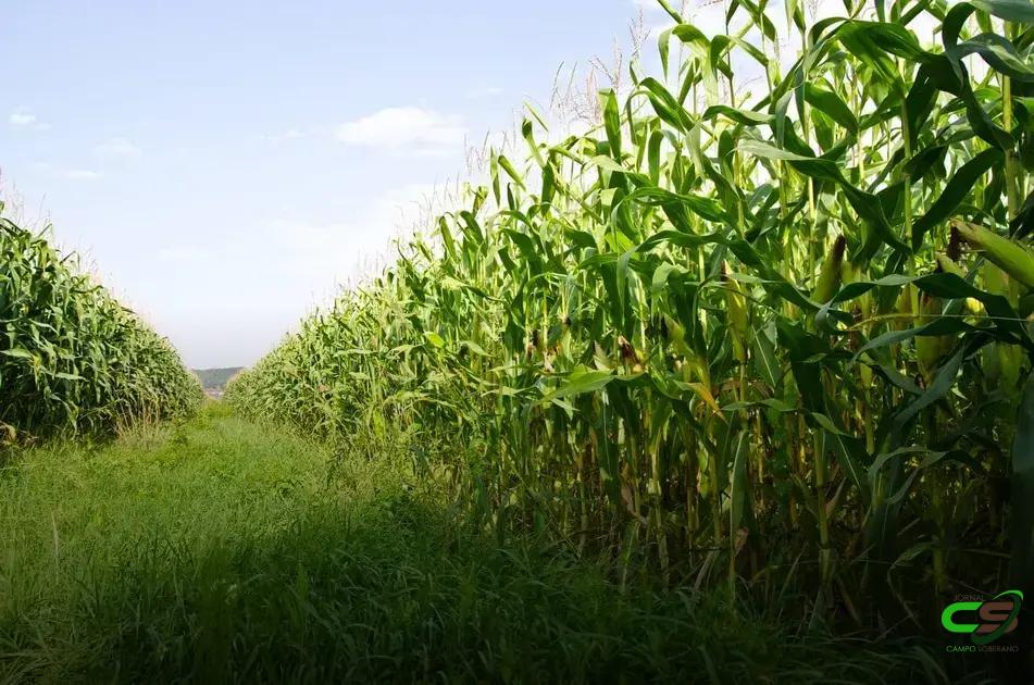 8 Estratégias Eficazes para Controle de Percevejos na Lavoura